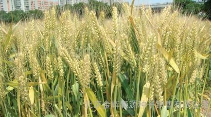 農(nóng)作物種子輪選518小麥種子 購(gòu)買渠道與市場(chǎng)價(jià)格指南