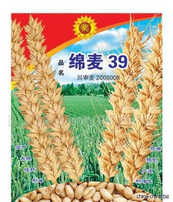 白麥王 高產(chǎn)高抗優(yōu)質(zhì)小麥種子的革命性選擇